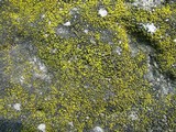 Candelariella aurella image