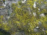 Candelariella aurella image