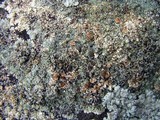 Lecanora muralis image