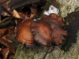 Polyporus brumalis image
