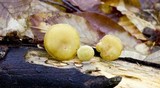 Tricholoma sulphureum image