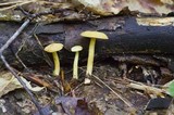Tricholoma sulphureum image