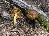 Cortinarius cinnamomeus image