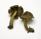 Cortinarius cinnamomeus image