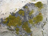 Candelariella vitellina image