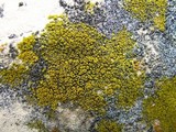 Candelariella vitellina image