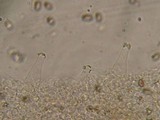 Psathyrella olympiana image