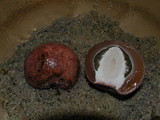 Phallus hadriani image