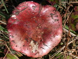 Russula maculata image