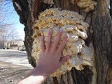 Oxyporus populinus image