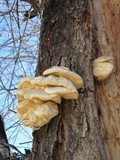 Oxyporus populinus image
