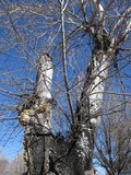 Oxyporus populinus image