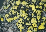 Muellerella pygmaea image