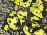 Muellerella pygmaea image