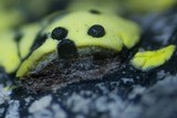Muellerella pygmaea image