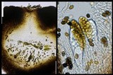 Muellerella pygmaea image