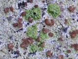 Epilichen scabrosus image