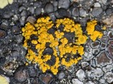 Image of Carbonea vitellinaria