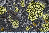 Carbonea vitellinaria image