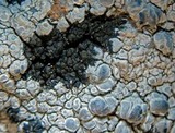 Rimularia insularis image