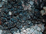 Rimularia insularis image