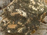 Lecania fructigena image