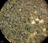 Lecania fructigena image