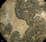 Lecania fructigena image