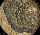 Lecania fructigena image