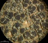 Lecania fructigena image