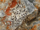 Lecania franciscana image