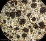 Lecania franciscana image