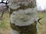 Lecanora strobilina image