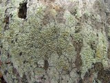 Lecanora strobilina image