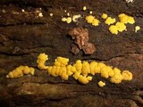 Hypocrea sulphurea image