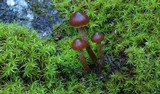 Psilocybe montana image