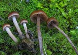 Psilocybe montana image