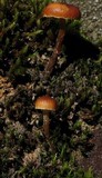 Psilocybe montana image