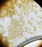 Psilocybe montana image