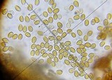 Psilocybe montana image