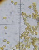 Psilocybe montana image