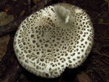 Amanita onusta image