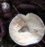 Amanita onusta image