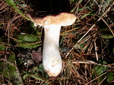 Russula maculata image