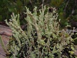 Cladonia squamosa image