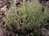 Cladonia crispata var. crispata image