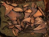 Craterellus fallax image