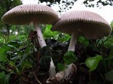 Amanita sect. Vaginatae image