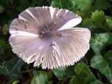 Amanita sect. Vaginatae image