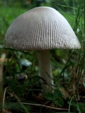 Amanita sect. Vaginatae image